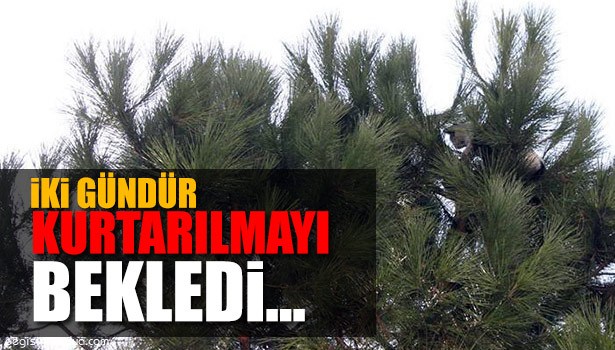 İKİ GÜNDÜR AĞAÇTA MAHSUR KALAN KEDİYİ KURTARMA OPERASYONU