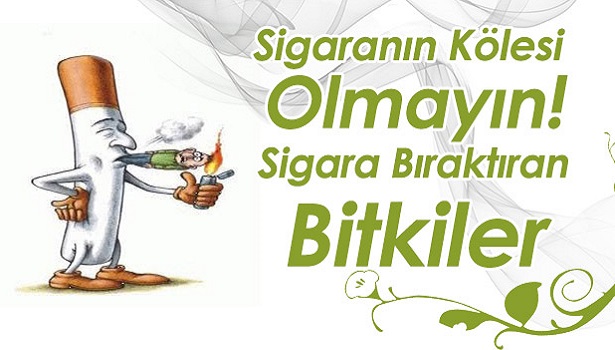 SİGARAYI BIRAKMAYA YARDIMCI OLAN BİTKİLER