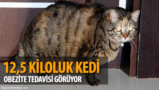 12,5 KİLOLUK KEDİ OBEZİTE TEDAVİSİ GÖRÜYOR