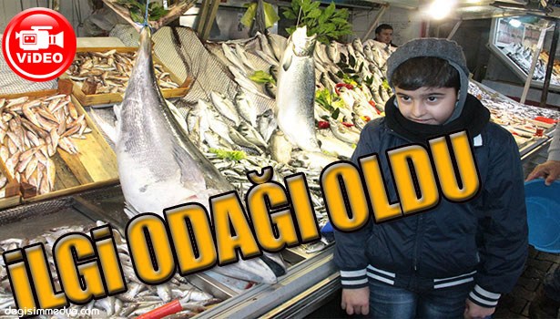 AĞA 40 KİLOLUK TON BALIĞI TAKILDI