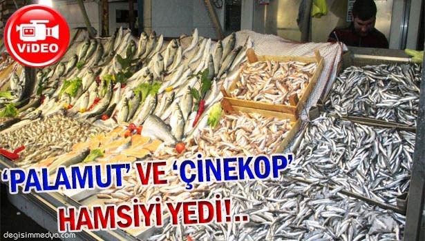 BU SENE HAMSİ BALIĞINDA SIKINTI YAŞANIYOR!