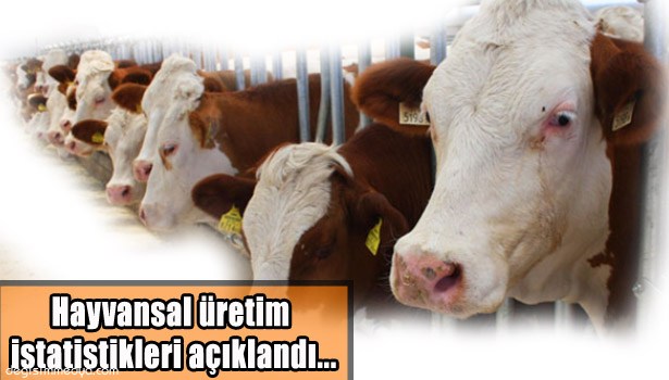 ZONGULDAK'TA 67 BİN 925 SIĞIR, 15 BİN 670 KEÇİ VAR