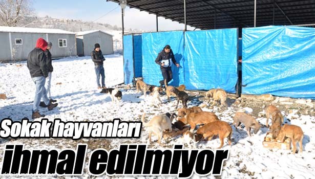 SOKAK HAYVANLARI İHMAL EDİLMİYOR