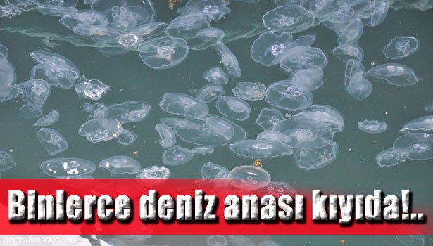 KIYIYA VURAN BİNLERCE DENİZ ANASI KORKUTTU