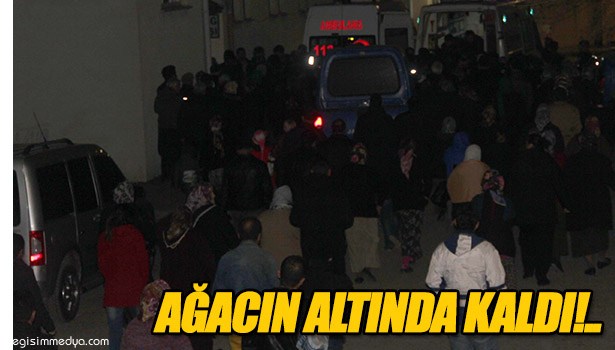 ALAPLI'DA KESTİKLERİ AĞACIN KOPARTTIĞI DALLARIN ALTINDA KALAN İKİ KİŞİDEN BİRİ ÖLDÜ
