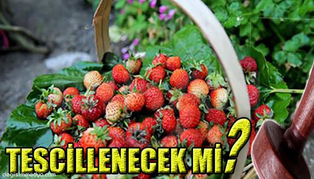 OSMANLI ÇİLEĞİNİN TESCİLİ İÇİN ÇALIŞMA BAŞLATILDI