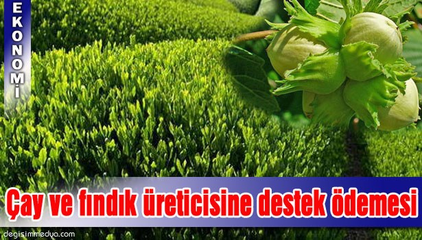 ÇAY VE FINDIK ÜRETİCİSİNE 979 MİLYON LİRALIK DESTEK ÖDEMESİ