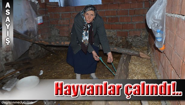 AHIRDAN BÜYÜKBAŞ HAYVANLARI ÇALINAN YAŞLI KADIN: HIRSIZLARA YAZIKLAR OLSUN