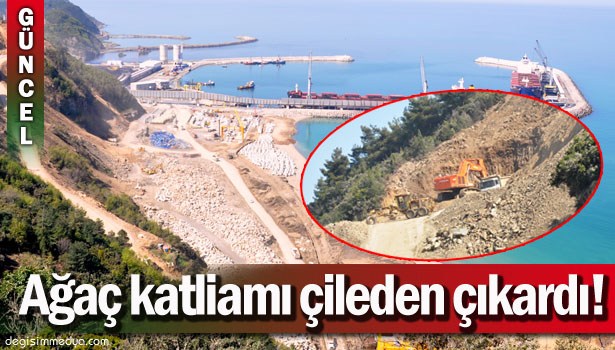 KÖMÜR STOK ALANI İÇİN AĞAÇ KATLİAMI İDDİASI