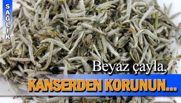 "BEYAZ ÇAYDA BULUNAN KATEŞİNLER, KANSERLİ TÜMÖRLERİN BÜYÜMESİNİ YAVAŞLATABİLİYOR"