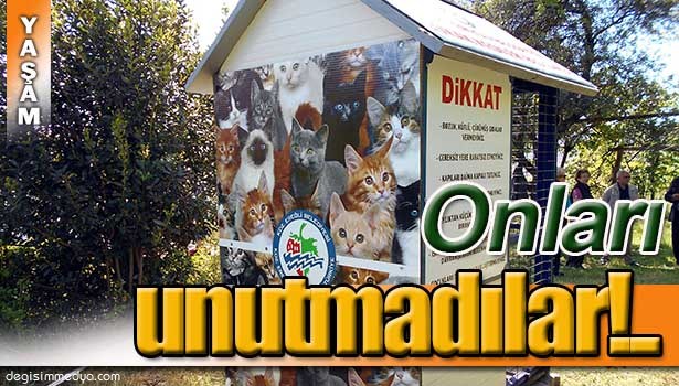 BELEDİYEDEN SOKAK KEDİLERİNE YENİ BESLENME EVİ