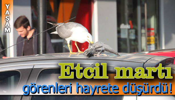 AÇ KALAN MARTI GÜVERCİNİ YEDİ !..