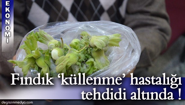 FINDIKTA 'KÜF' HASTALIĞI TEHLİKESİ !..