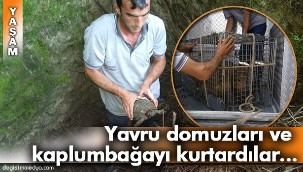 İTFAİYE EKİPLERİ KUYUYA DÜŞEN YAVRU DOMUZLARI VE KAPLUMBAĞAYI KURTARDI