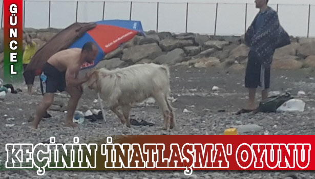 SAHİLE İNEN KEÇİLER ÇÖPLERİN ARASINDA YİYECEK ARIYOR