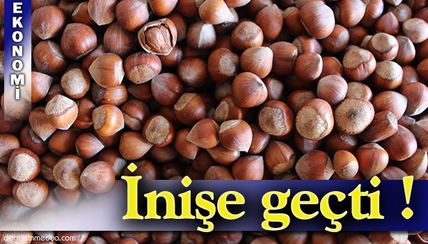 FINDIK 22 TL'DEN 16 TL'YE DÜŞTÜ