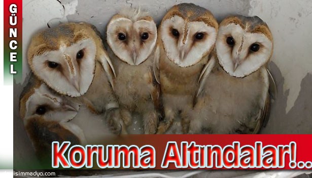 ANNELERİ YUVAYA DÖNMEYİNCE AÇ KALAN 5 ADET PEÇELİ YAVRU BAYKUŞ, KORUMA ALTINDA