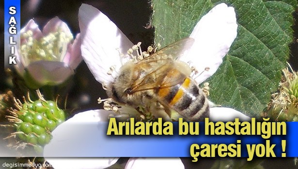 'AMERİKAN YAVRU ÇÜRÜĞÜ' HASTALIĞININ İLACI VE TEDAVİSİ YOK