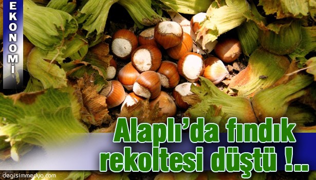 REKOLTE GEÇEN YILA ORANLA DÜŞÜK !..