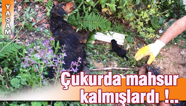 ÇUKURDA MAHSUR KALAN KÖPEK VE YAVRULARI KURTARILDI