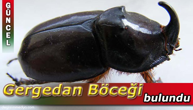ALAPLI'DA GERGEDAN BÖCEĞİ BULUNDU