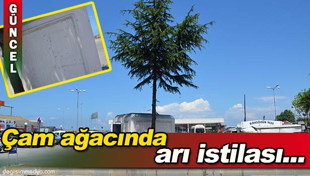 ARILAR ÇAM AĞACINI MESKEN TUTTU