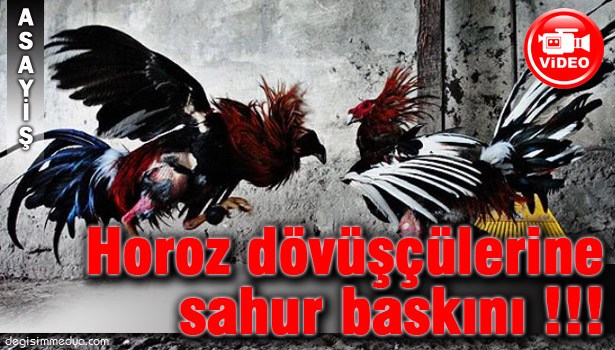 KANATLI HAYVANLARI KORUMA DERNEĞİ'NE 'HOROZ DÖVÜŞÜ' BASKINI !