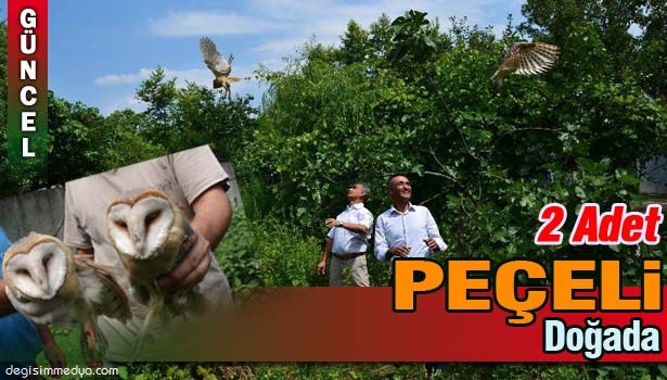 EREĞLİ'DE 2 ADET PEÇELİ BAYKUŞ, DOĞAYA SALINDI