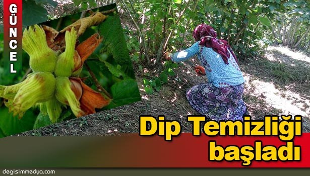 FINDIK HASADI ÖNCESİ YABANİ OT VE DİP TEMİZLİĞİ BAŞLADI