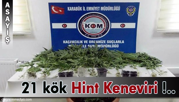 KARABÜK'TE 21 KÖK HİNT KENEVİRİ ELE GEÇİRİLDİ !..