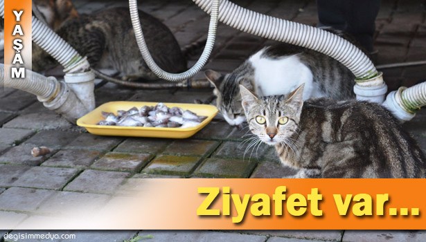 BALIKÇININ ÖNÜNDE BEKLEYEN KEDİLER, HER GÜN ZİYAFET ÇEKİYOR
