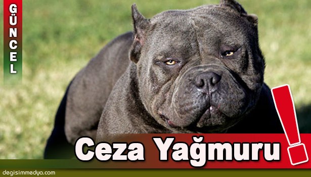 PİTTBULL CİNSİ KÖPEK BESLEYENLERE 4 BİN 500 TL CEZA