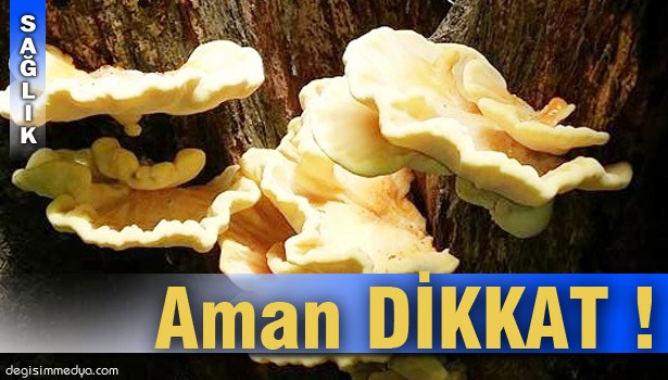 ZEHİRLİ MANTARA DİKKAT !..