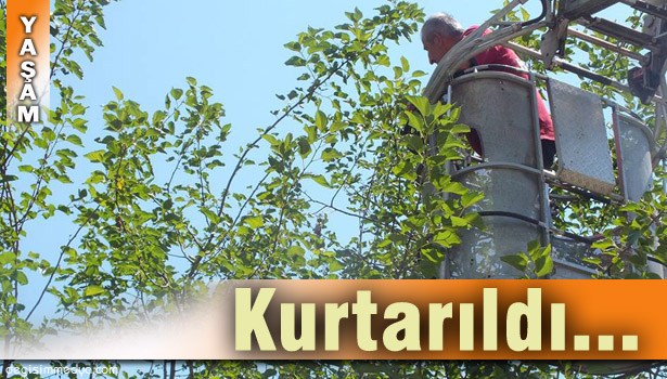 AĞACA TAKILAN KUŞA KURTARMA OPERASYONU