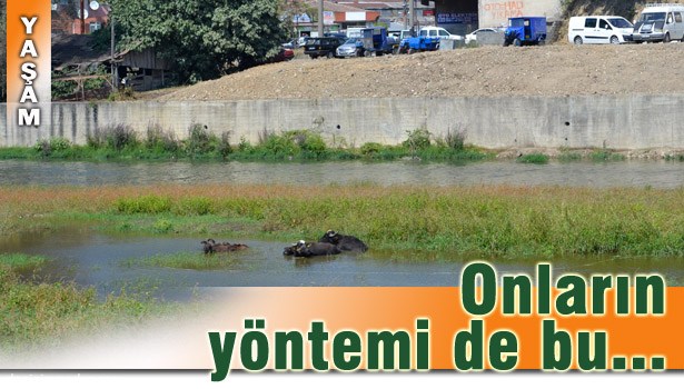 SICAKTAN BUNALAN MANDALAR ALAPLI ÇAYINDA SERİNLİYOR