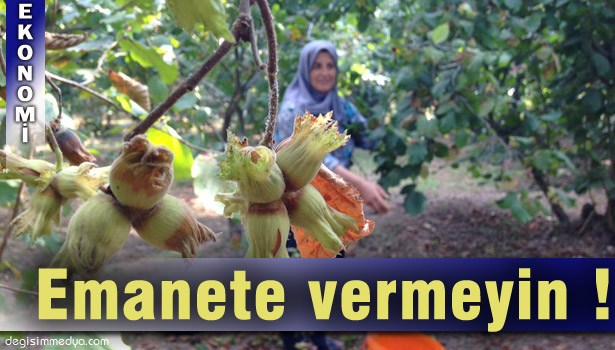 FINDIKTA REKOLTE DÜŞÜK, PİYASAYA AZ FINDIK İNDİRİN...