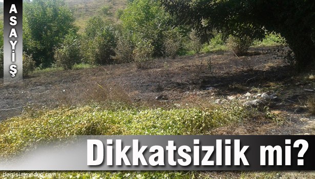 ALAPLI'DA 2 DÖNÜM FINDIK TARLASI ZARAR GÖRDÜ