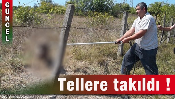 TELLERE TAKILAN KURT, BELEDİYE EKİPLERİ TARAFINDAN KURTARILDI