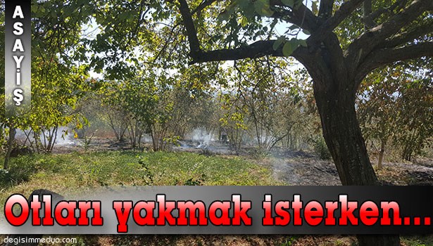 ALAPLI'DA FINDIK TARLASI YANDI