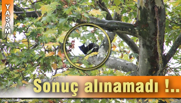 ÜÇ GÜNDÜR AĞAÇTAN İNDİRİLEMEDİ