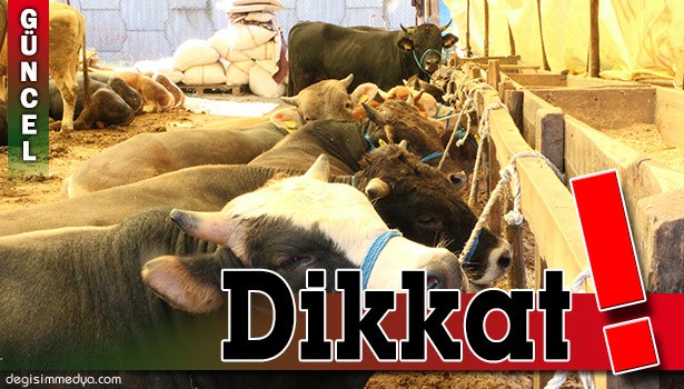 KURBANLIK HAYVAN ALIRKEN DİKKAT EDİLMESİ GEREKENLER