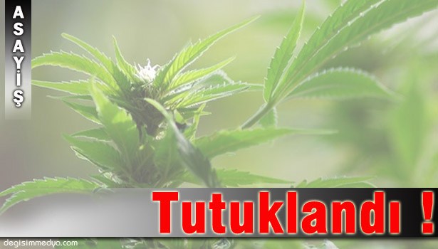 BALKONUNDA 300 KÖK HİNT KENEVİRİYLE YAKALANDI