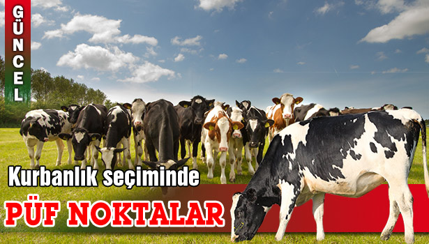 KURBANLIK SEÇERKEN BUNLARA DİKKAT EDİN