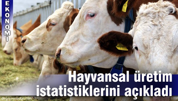 ZONGULDAK'TA SIĞIR SAYISI 70 BİN 965 OLDU