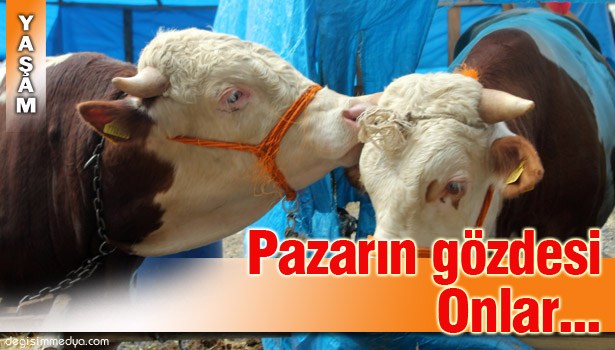 İKİZ DANALAR PAZARIN GÖZDESİ OLDU