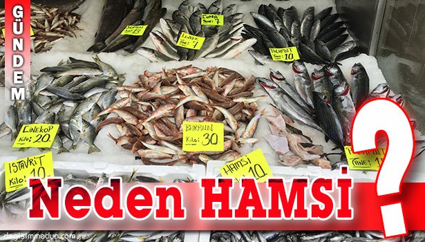 KARADENİZ'DE BALIK BOLLUĞU