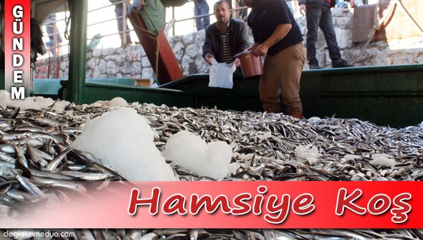 POŞETİNİ ALAN UCUZ HAMSİYE KOŞTU