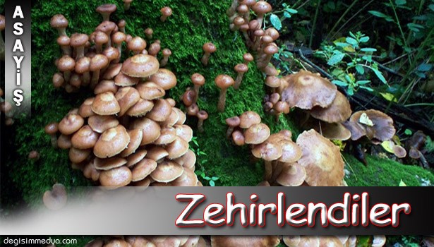 ZONGULDAK'TA BEŞ KİŞİ MANTARDAN ZEHİRLENDİ