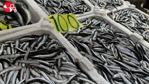 mazan mesaisi; hamsi 100 liradan satılıyor