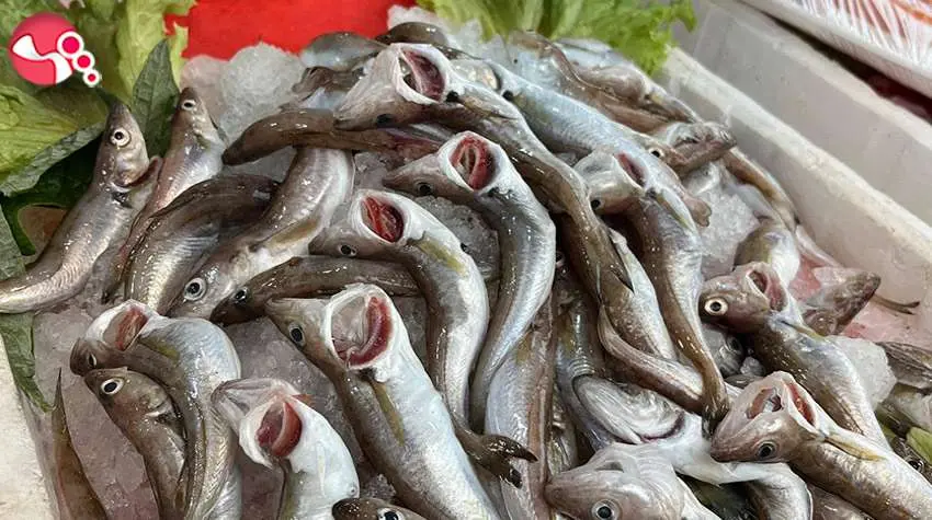 Mezgit bolluğu var